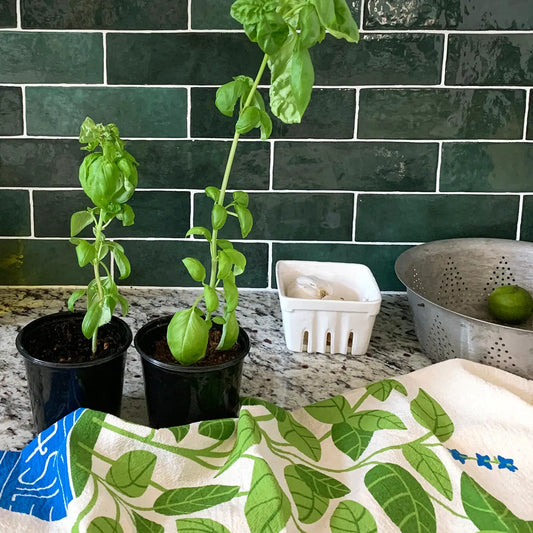 a touch of greenery to your kitchen with the Basil Tea Towel! Featuring a charming blue plant pot filled with lush, leafy basil and tiny blue blooms, this towel brings nature’s freshness right to your countertop.