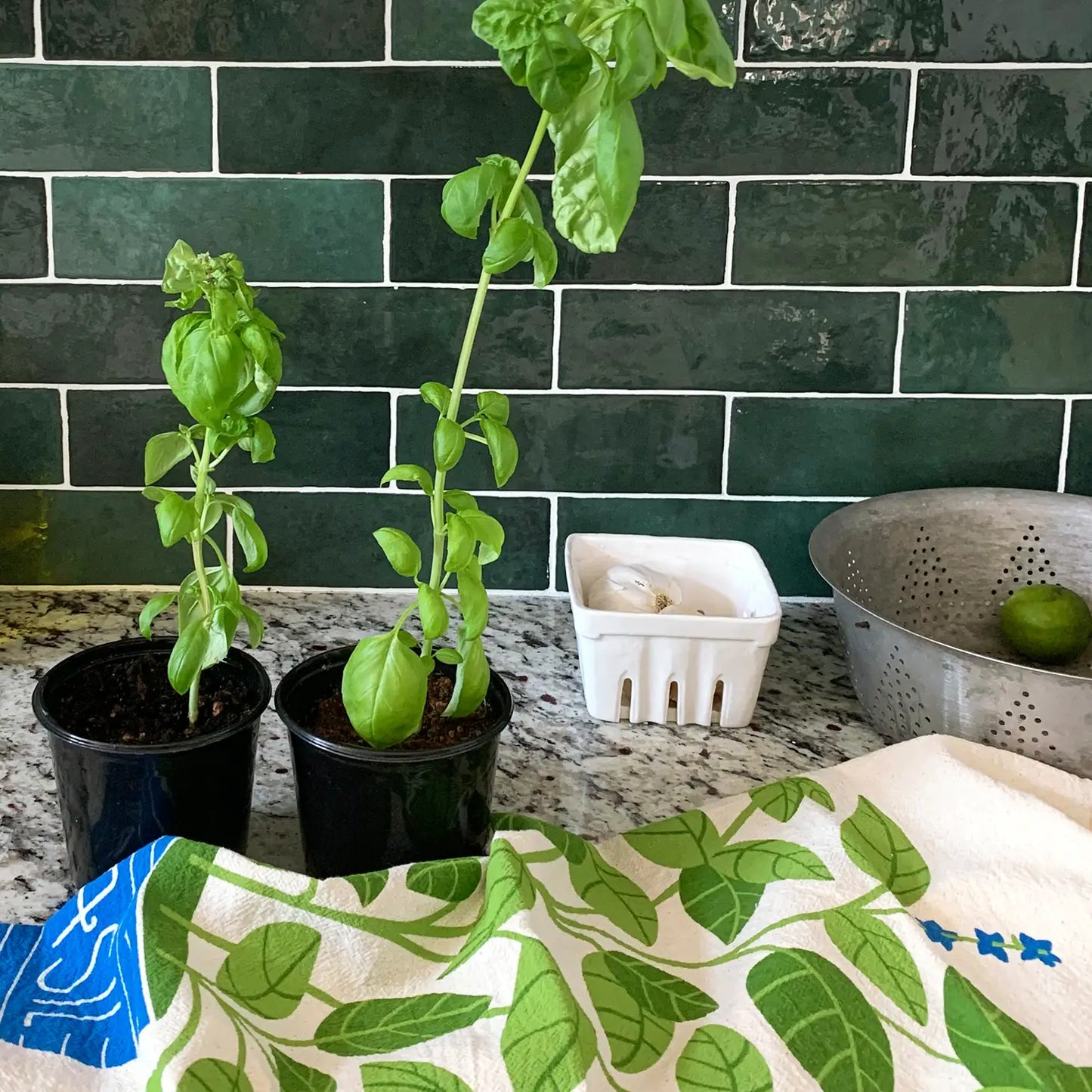 All The Neighborgoods dish towels add a bright pop of color to your kitchen. Made from 100% flour sack cotton, our Basil dish towel will only get softer and more absorbent over the years in your kitchen. This generously sized dish towel can handle small and big tasks in the kitchen as well as household chores.