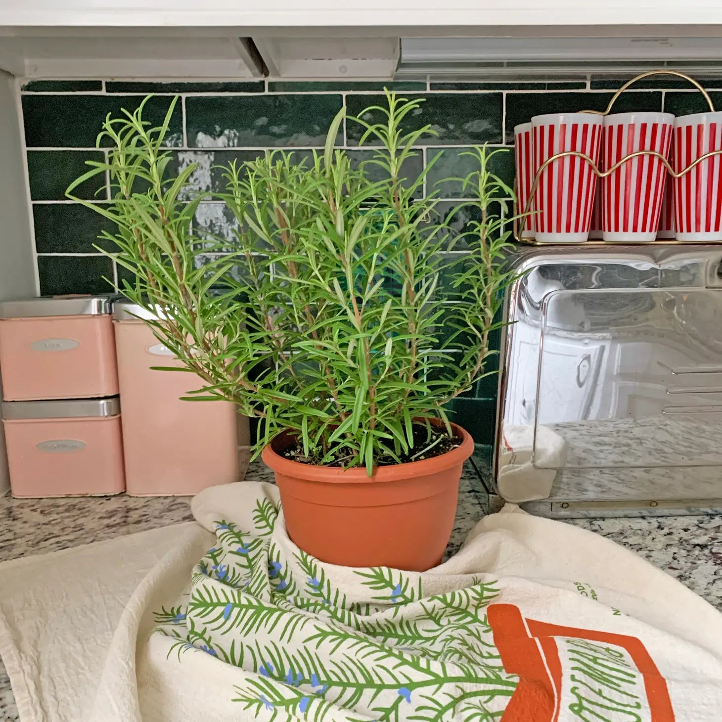 The rosemary herb tea towel is sure to freshen up your kitchen and brighten your everyday.  Made from 100% flour sack cotton, our Rosemary dish towel and will only get softer and more absorbent over the years in your kitchen. This generously sized dish towel can handle small and big tasks in the kitchen as well as household chores.