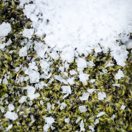 Close-up of green herb covered with white Saltverk Flaky Sea Salt.