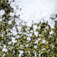 Close-up of green herb covered with white Saltverk Flaky Sea Salt.